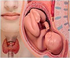 anatomy-pregnant-thyroid-υποθ_στην_κυηση1
